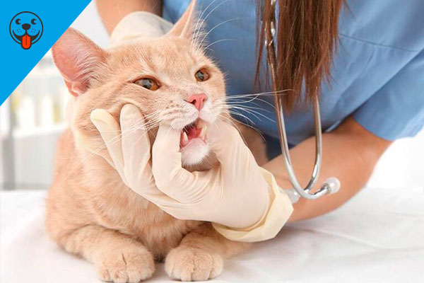 Блок-услуги-Стоматология-для-кошек