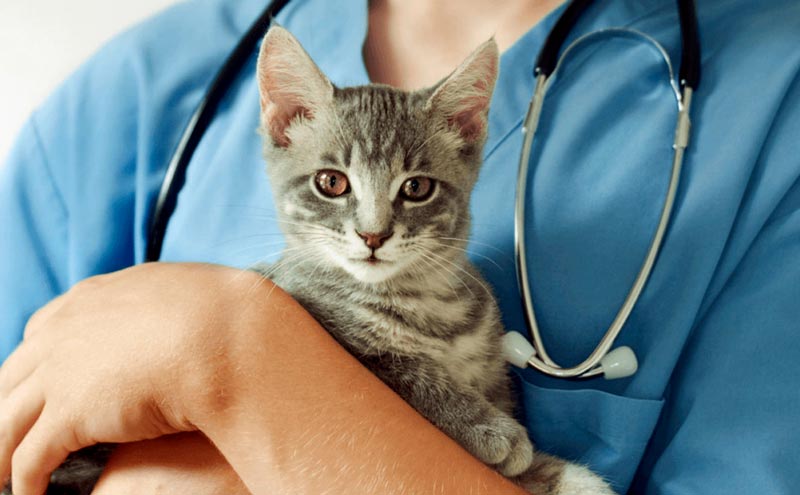 Эффективное лечение и профилактика для кошек