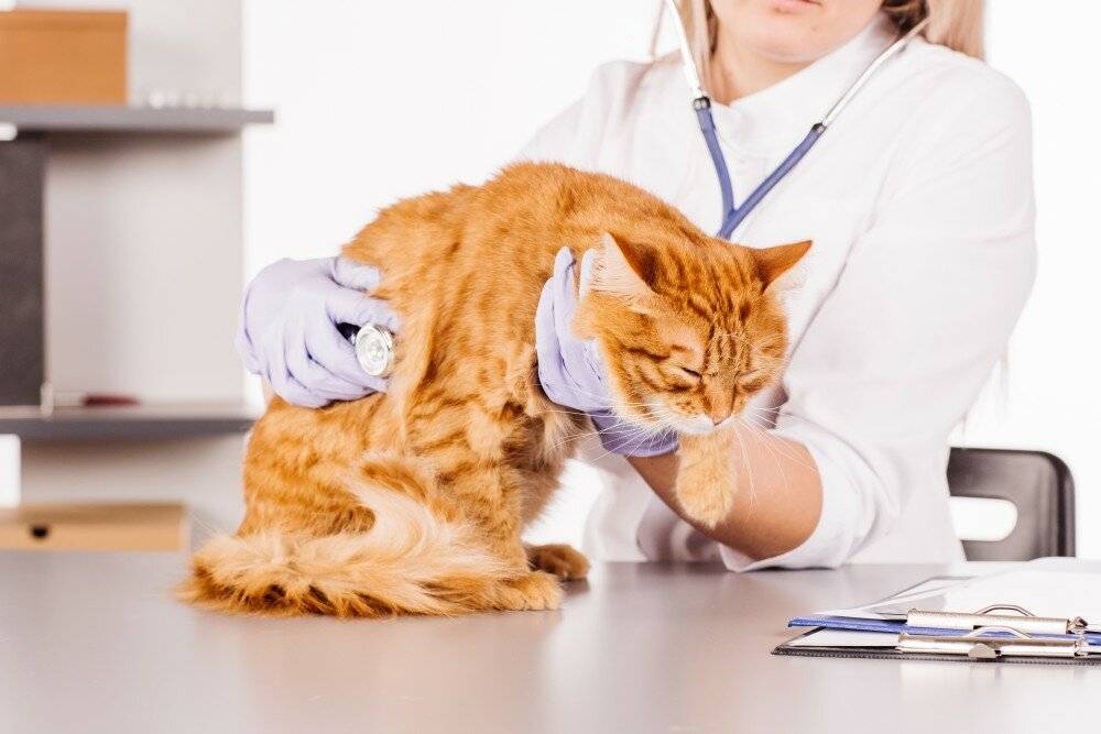 Эффективное лечение поноса у кошки