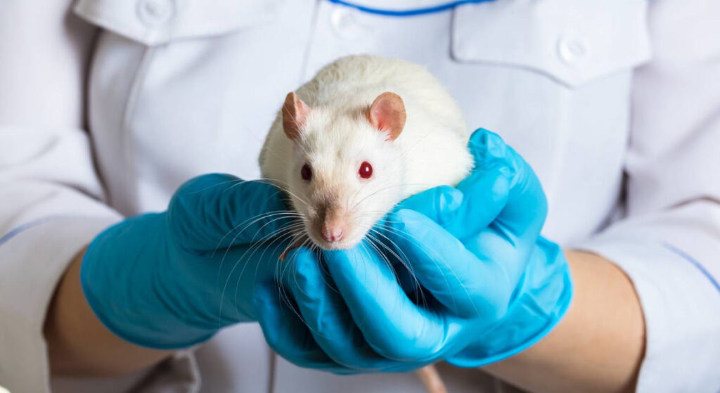 Качественная и надёжная кастрация крысы
