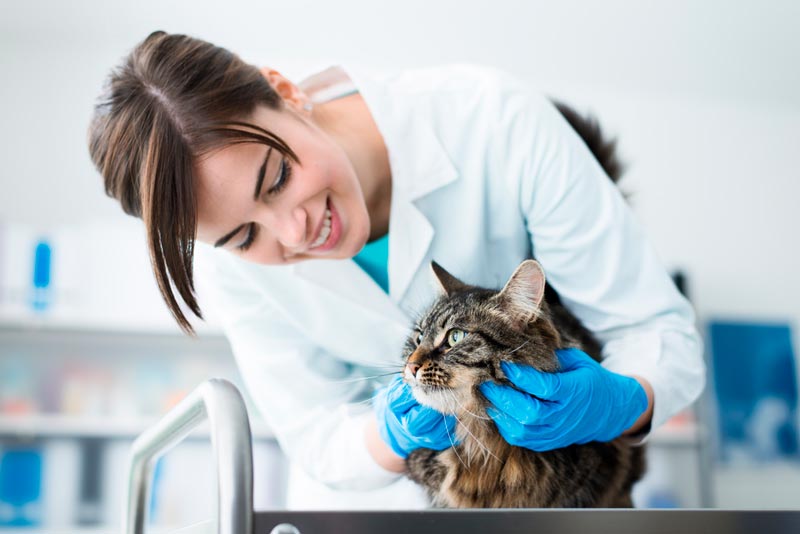Круглосуточный ветеринар для кошки