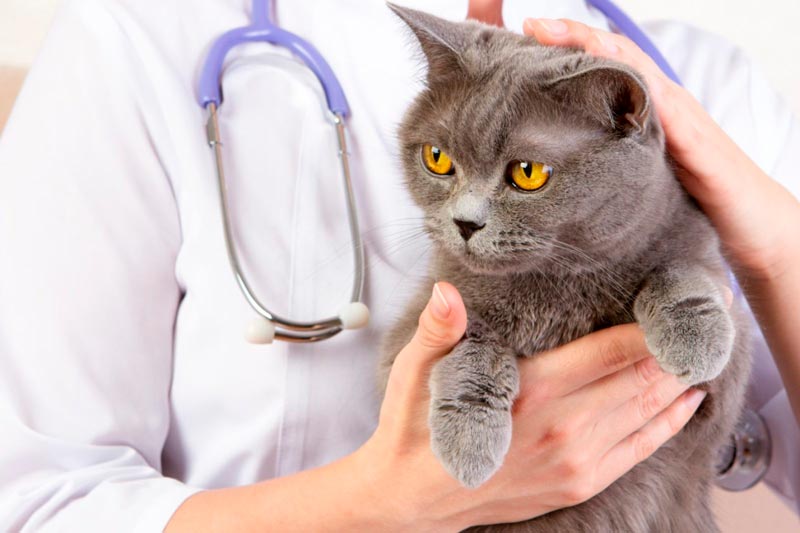 Помощь ветеринара при родах кошки