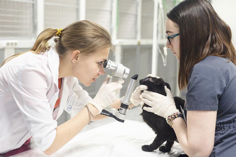 Профессиональная офтальмология для кошек