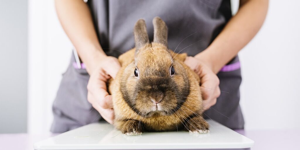 Профессиональное лечение кролика