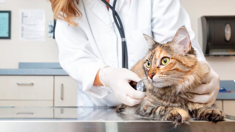 Профессиональное лечение мочекаменной болезни у кошек