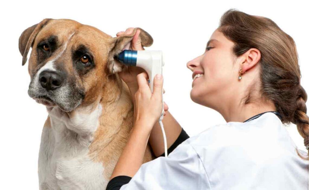 Профессиональное лечение отита у собак