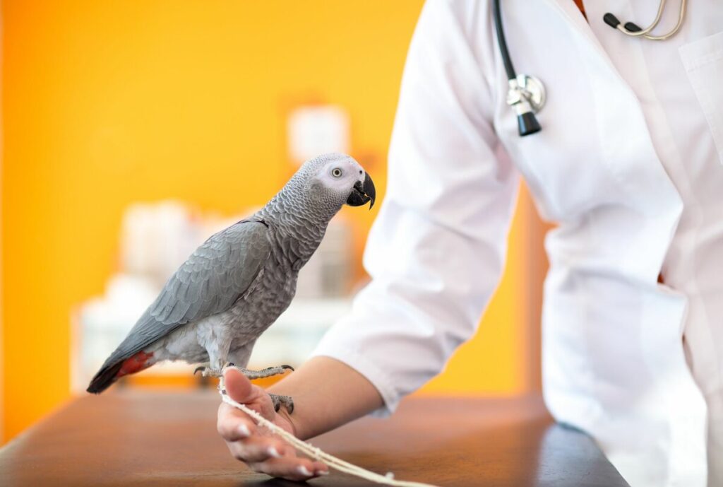 Профессиональный ветеринарный врач для птиц