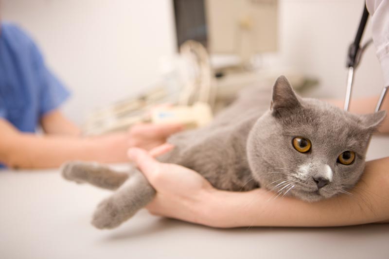 Сделать МРТ кошке недорого
