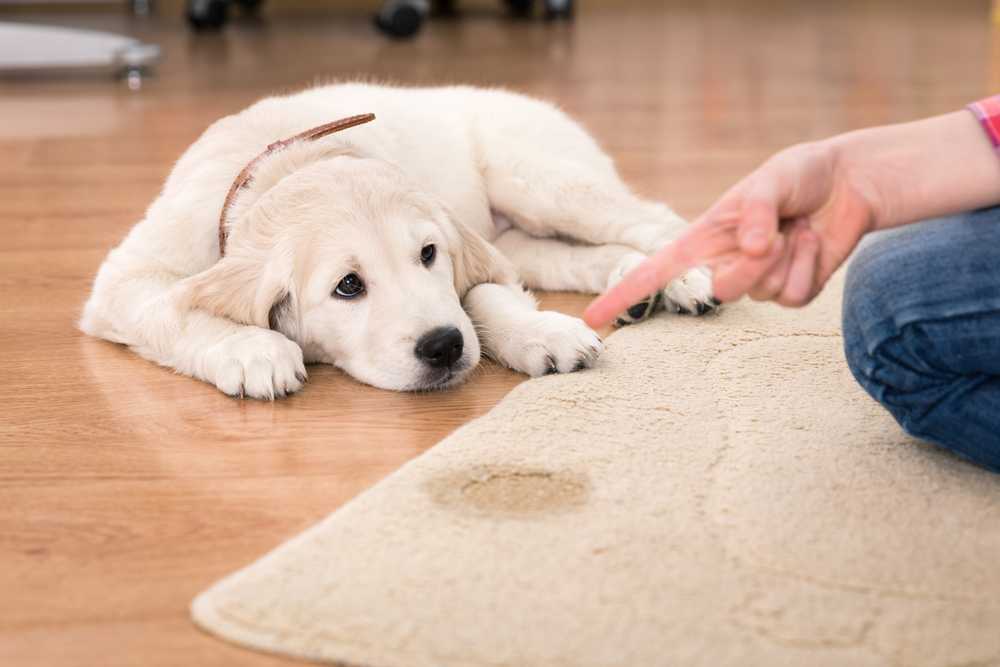 Специализированное лечение цистита у собак