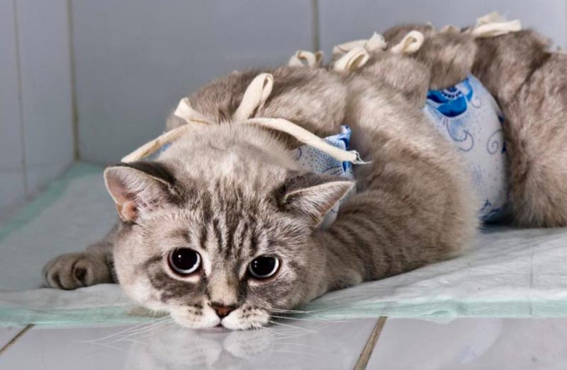 безопасная стерилизация кошек