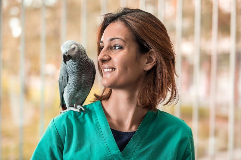 диагностика и лечение инфекционных болезней у птиц