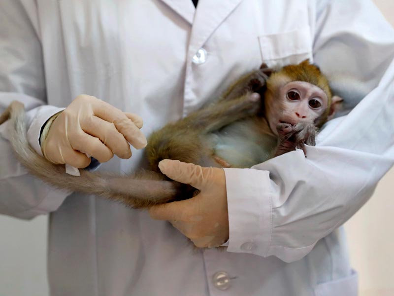эффективное лечение обезьян