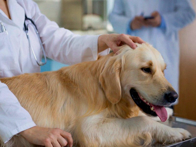 качественное лечение диареи у собак