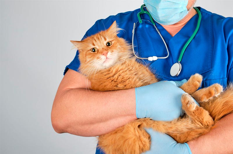 качественное лечение насморка у кошек