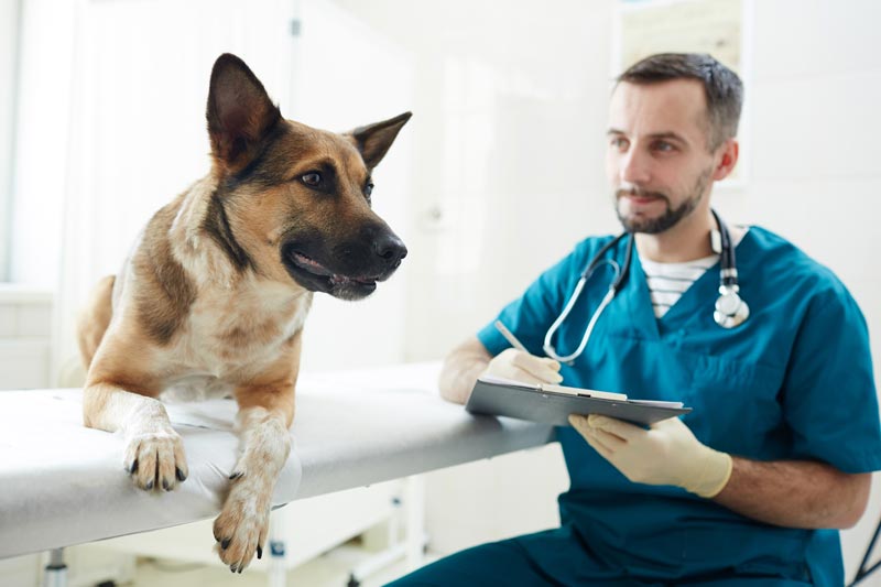 клинический анализ кала собаки