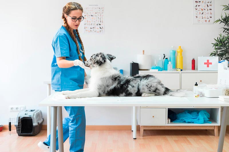 круглосуточный рентген для собак