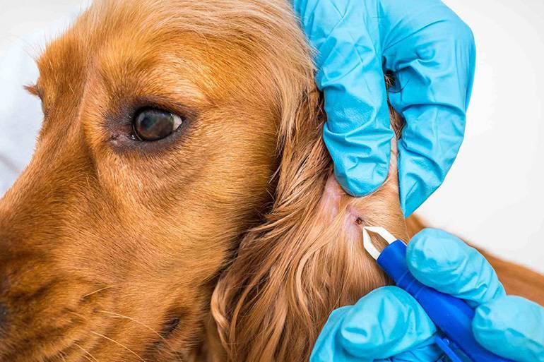лечение собак и щенков о блох