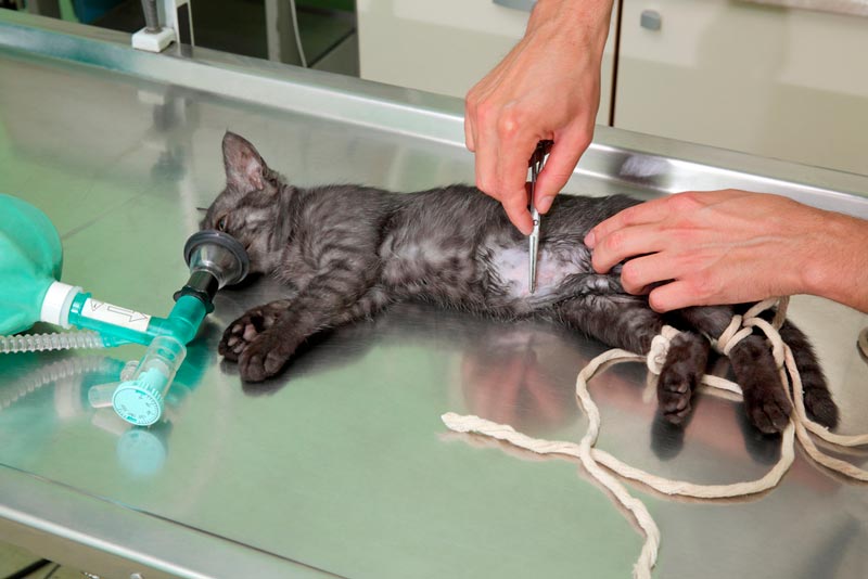 профессиональная операция кошкам и кота