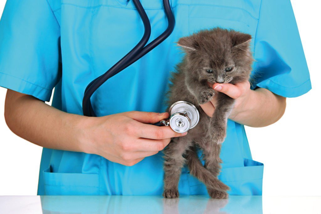 профессиональное лечение панкреатита у кошек и котов