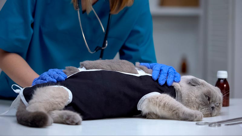 стерилизация кошек лапароскопическим методом