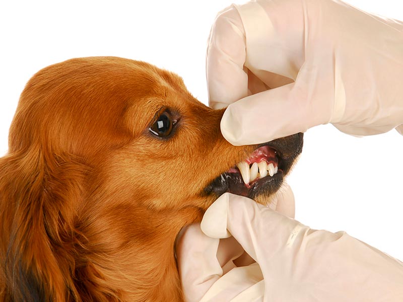 удаление зубного камня собаке ультразвуком