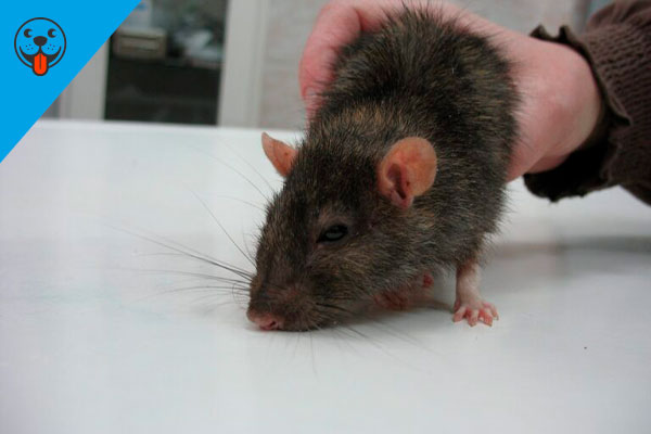 лечение декоративных крыс
