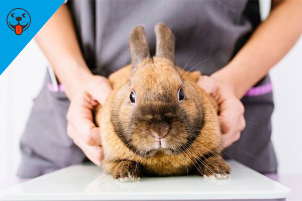лечение кролика