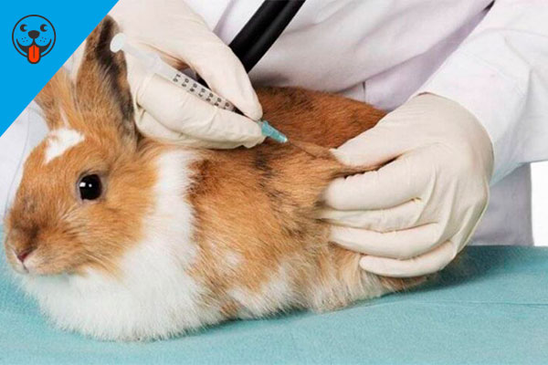 прививки кроликам